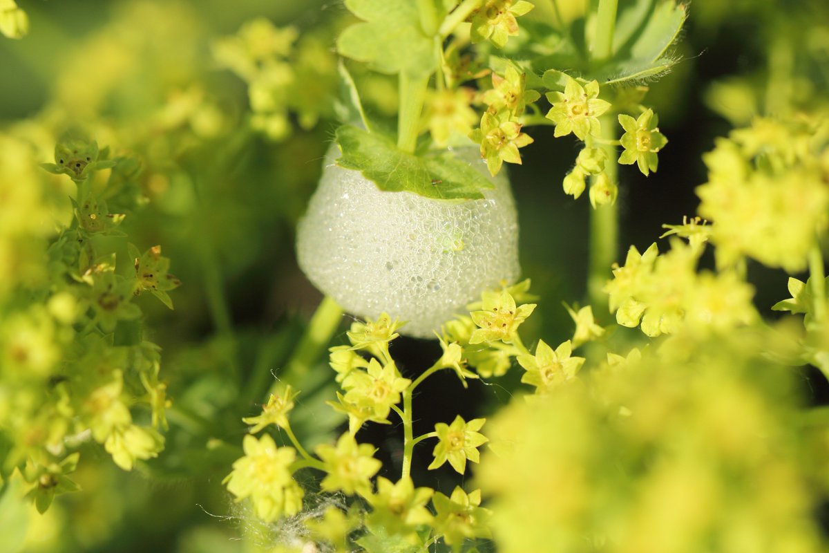 DannGarden's tweet photo. How to Get Rid of Spittlebugs? Ways of Dealing with this Garden Intruder
#gardening #garden  #Flowers #vegetables #organic #fruits Visit my website 
https://t.co/a5b3z7Iygq https://t.co/YwXp8Y8oTV