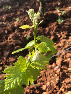MaisonLouisMax's tweet photo. #Chardonnay on the #Domaine #LouisMax. The vines are now fully awakened ! #earlyshoot #leafgrow #Mercurey #organic #vineyard #Burgundy #Bourgogne #bio #vignoble https://t.co/k11mynvkHN