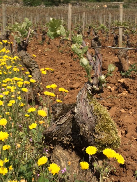 MaisonLouisMax's tweet photo. #Chardonnay on the #Domaine #LouisMax. The vines are now fully awakened ! #earlyshoot #leafgrow #Mercurey #organic #vineyard #Burgundy #Bourgogne #bio #vignoble https://t.co/k11mynvkHN