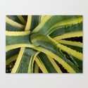 CBlissDesigns's tweet photo. agave#plant#colourbliss#society6.com/colourblissdesigns# https://t.co/DT1PQrzNUJ