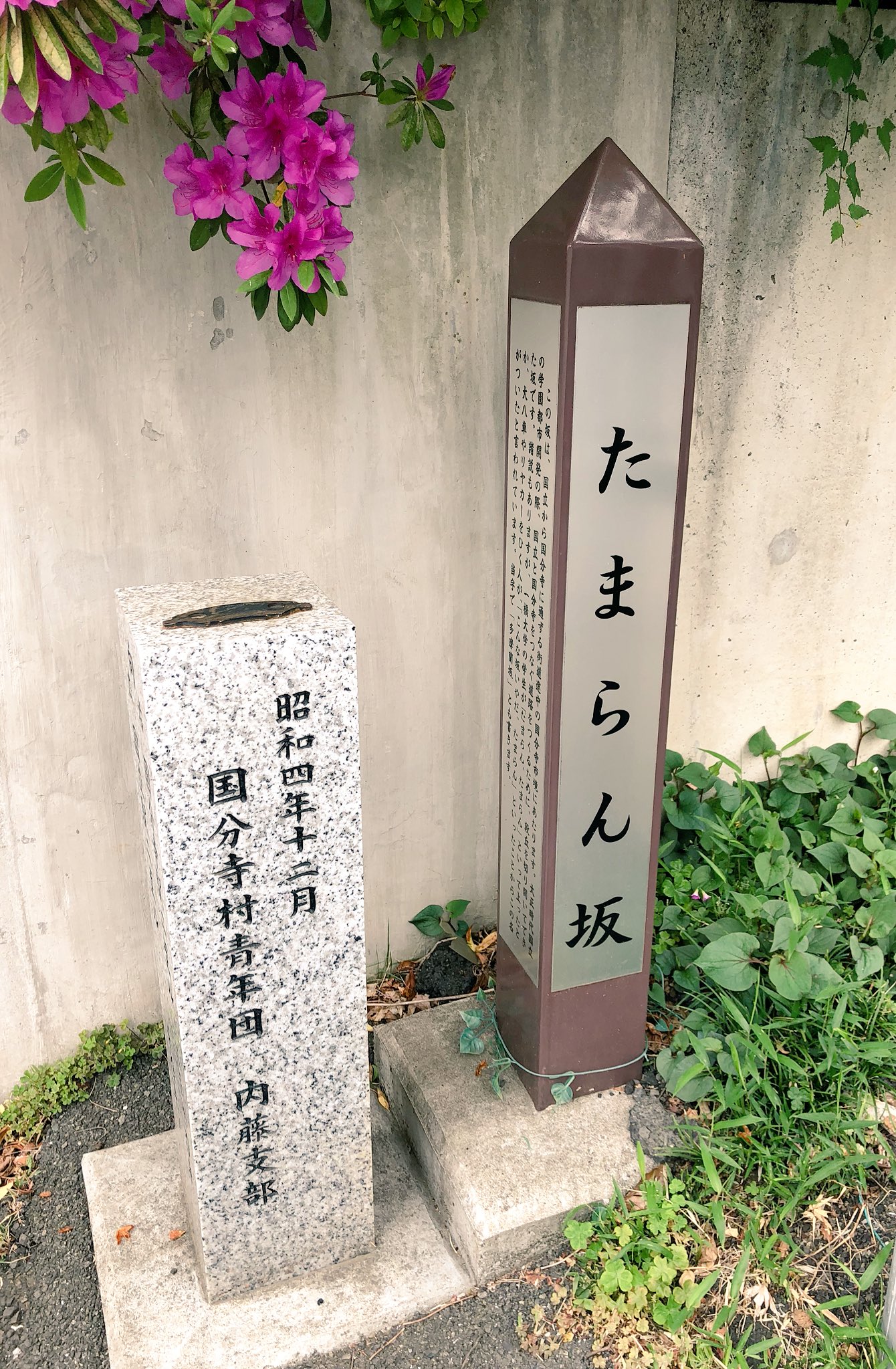 ブチ子 たまらん坂 多摩蘭坂とも書きます 国立 たまらん坂 多摩蘭坂 フチ子 T Co Uus9ytipma Twitter