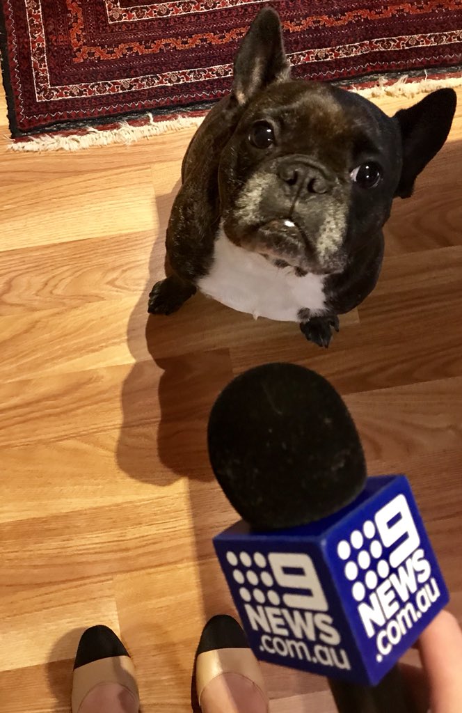 G_Westgarth's tweet photo. Desmond has been licking his lips for @9NewsAdel & I’d say pretty proud of his veteran mum who will be marching alongside other returned female servicewomen tomorrow as part of the #BytheLeft campaign. We chat to her ahead of #AnzacDay2018 https://t.co/FuYTcq7i4G