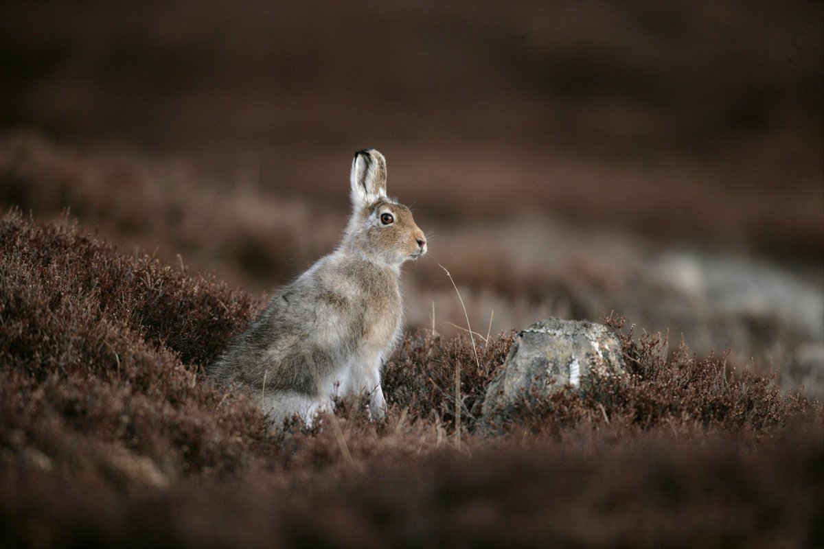 onekindtweet's tweet photo. 8,287 people have signed our open letter to the Scottish Government calling for urgent action to protect our mountain hares from culls like this. Please sign &amp; share ✏️ https://t.co/Gu9g7iIqYh  #HareCare https://t.co/LTvGW1ofz0