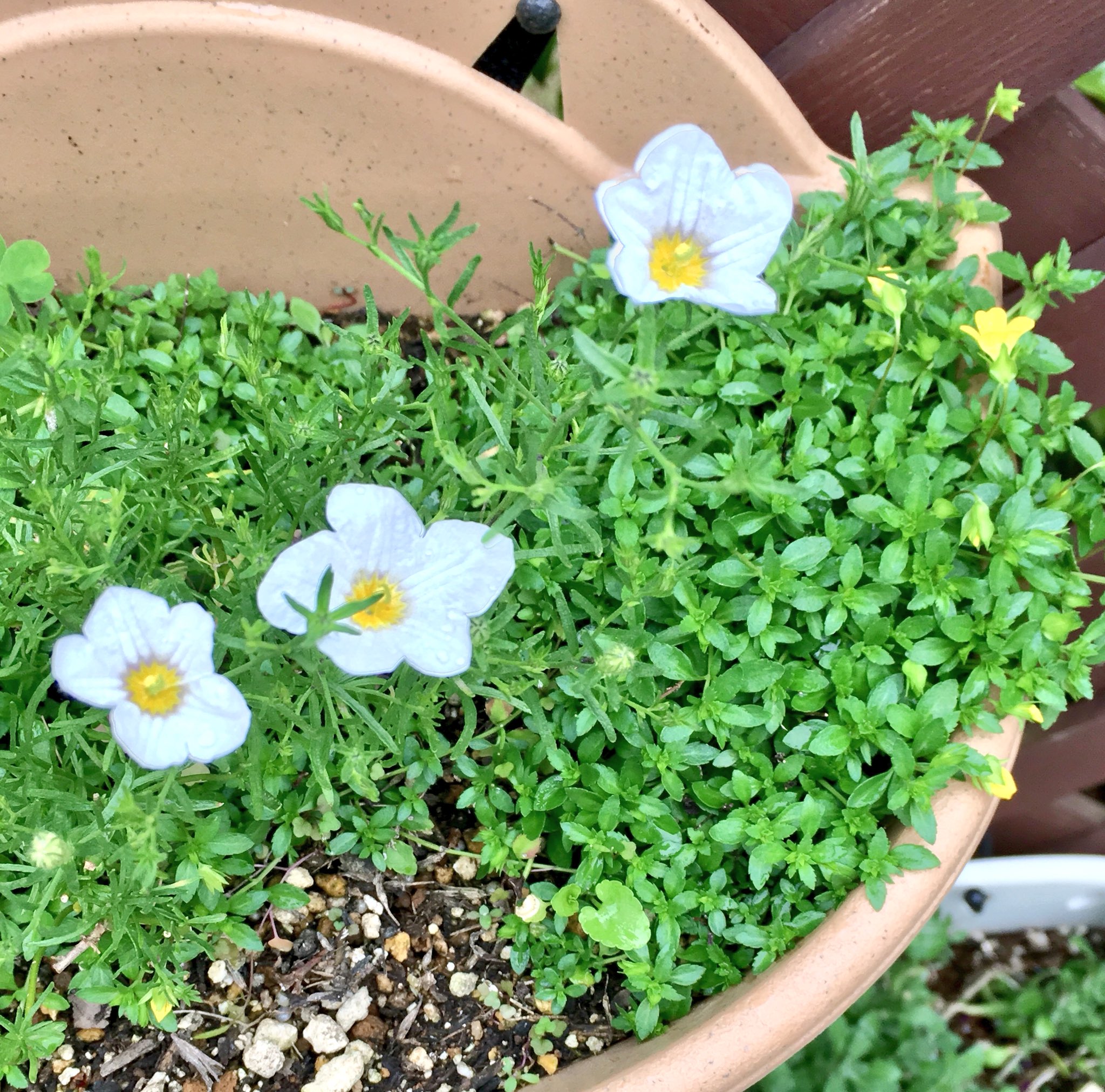 تويتر クルクマっち على تويتر 何の問題も無く冬越ししたメカルドニアとニーレンベルギア咲き始め あぁ株分けしそびれた 去年のまんま ゼラニウム 3色 2色 まだある 買いすぎた もう買わないぞ 臭いが嫌いだし柄入り葉っぱもちょっと でもかわいいから