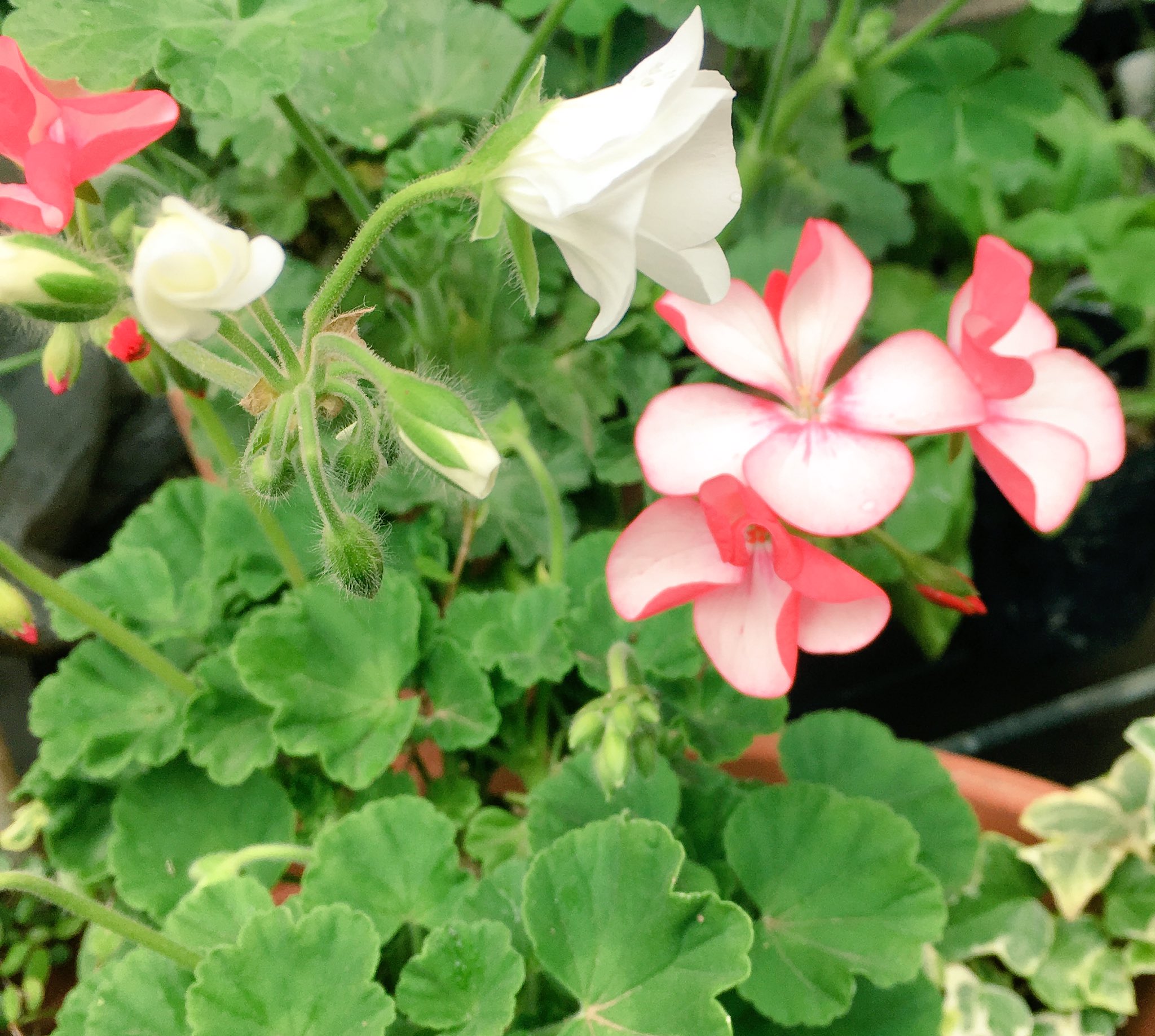 تويتر クルクマっち على تويتر 何の問題も無く冬越ししたメカルドニアとニーレンベルギア咲き始め あぁ株分けしそびれた 去年のまんま ゼラニウム 3色 2色 まだある 買いすぎた もう買わないぞ 臭いが嫌いだし柄入り葉っぱもちょっと でもかわいいから