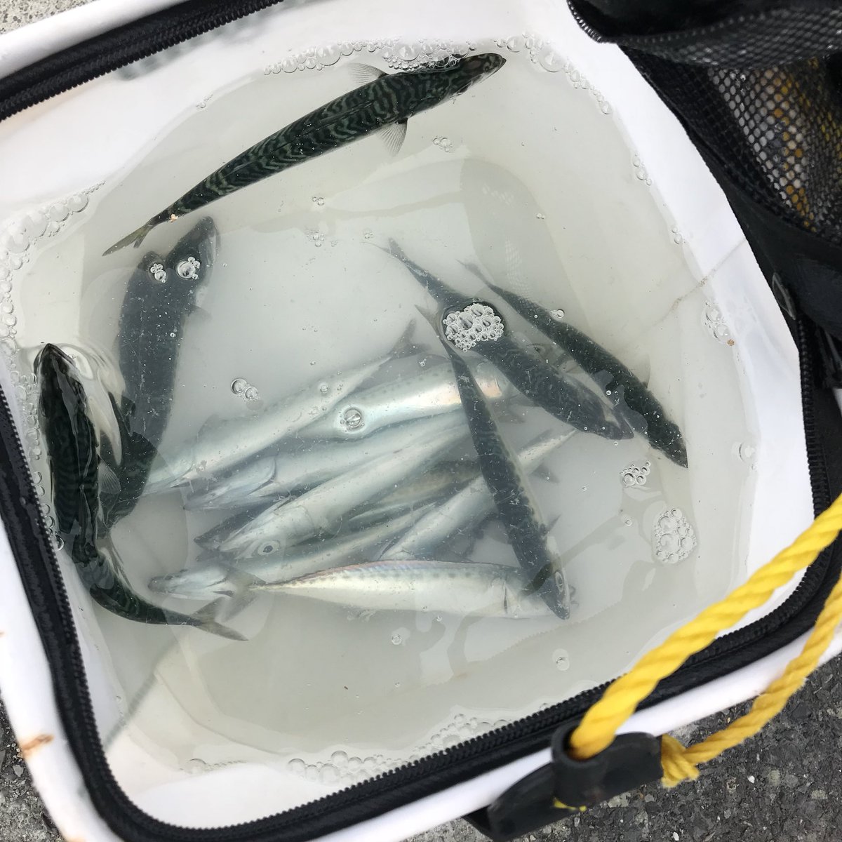 香月ハル Halu Kazuki 今日は西伊豆で磯投げ情報のロケでした サビキ始めて一投目から鯖の入れ食い ハンターがハコフグ先生を釣り上げ激盛り上がり 最終的にキス狙いなのに一匹も釣れずハンターがマゴチを釣って敗北 笑 今日は驚異の3時起き