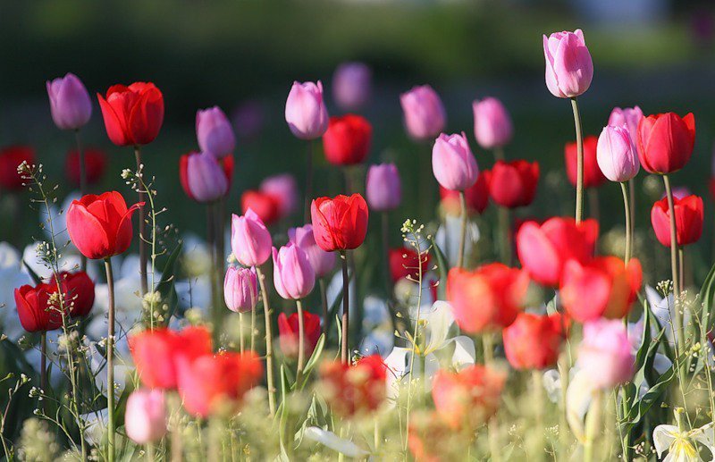 Good morning 🌹🌹