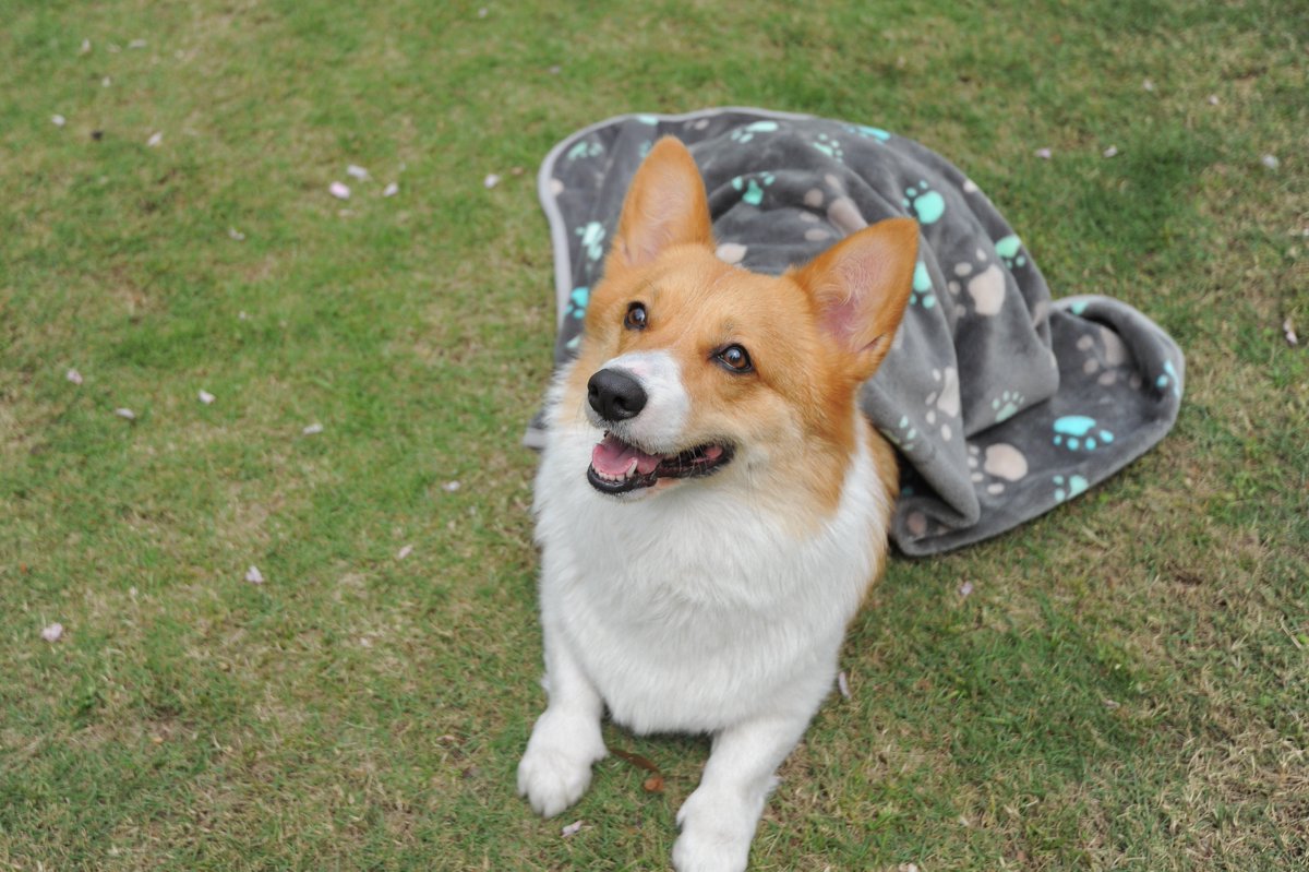 Allisandro001's tweet photo. Spring outing! ❤️❤️

#dogwalking #dogwalker #doggies#dogmodel #dogoftheday#dogloversofinstagram #dogfriendly#doggielove #dogsofnyc #dogsarethebest #dogblanket #catblanket #puppyblanket #Allisandro #spingouting https://t.co/EFXtJQbYvT