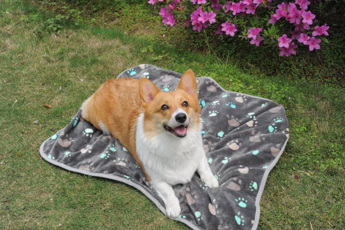 Allisandro001's tweet photo. Spring outing! ❤️❤️

#dogwalking #dogwalker #doggies#dogmodel #dogoftheday#dogloversofinstagram #dogfriendly#doggielove #dogsofnyc #dogsarethebest #dogblanket #catblanket #puppyblanket #Allisandro #spingouting https://t.co/EFXtJQbYvT