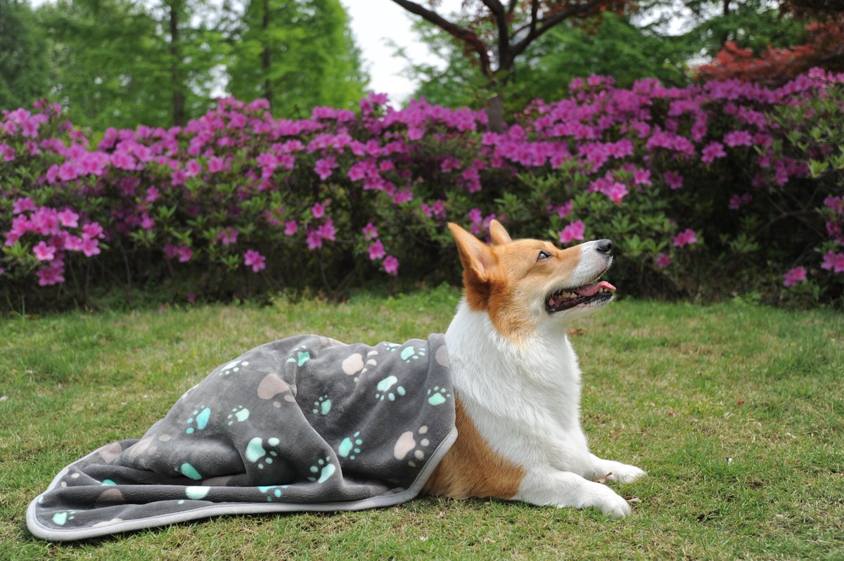 Allisandro001's tweet photo. Spring outing! ❤️❤️

#dogwalking #dogwalker #doggies#dogmodel #dogoftheday#dogloversofinstagram #dogfriendly#doggielove #dogsofnyc #dogsarethebest #dogblanket #catblanket #puppyblanket #Allisandro #spingouting https://t.co/EFXtJQbYvT