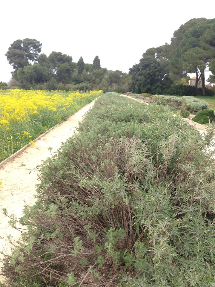 Venez visiter avec nous et le #collectifceintureverte le futur parc Agricole Naturel Urbain dans le cadre de notre #bourseauxplantes et de la #semainedelenvironnement !
29 Avril - 10h30 - 12h30

lien événementiel: facebook.com/events/2065789…