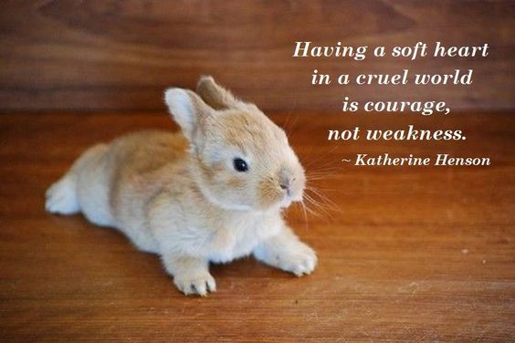 Having a soft heart in a cruel world is courage not weakness.
Stay strong x

#TuesdayThoughts #charitytuesday #compassion #CompassionOverCruelty #WorldLabAnimalDay #LabAnimalDay #AnimalTesting #AnimalRights #Vegan #CrueltyFree #quote