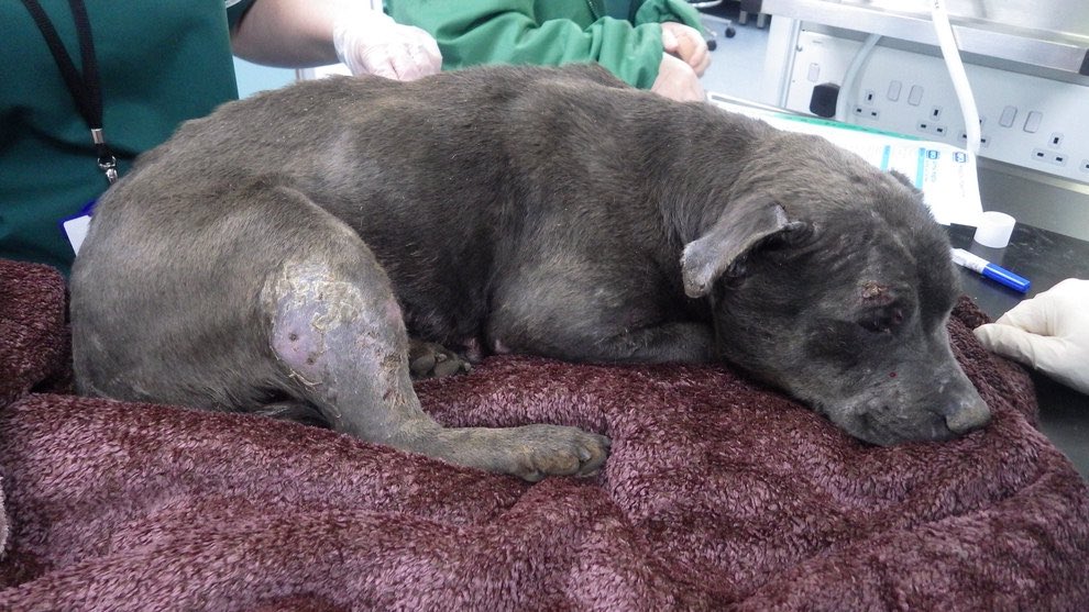 Stolen. Forced to fight for her life again and again. Brutalised. For some, #DogTheft is just the start of a life of suffering. Despite this, #PetTheft is seen no differently to the theft of an inanimate object. SIGN &amp; RT to help change this petition.parliament.uk/petitions/2121… <a href="/rickygervais/">Ricky Gervais</a>