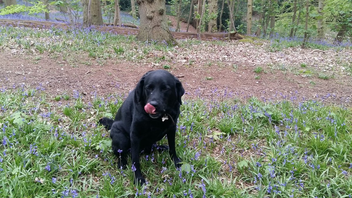 cockinnpolstead's tweet photo. So we finally made it down #polstead #dollops #woods this morning after a busy hot week check out the #bluebells before they go Alfie and his #photoshoot he wil do anything for๐ food#dogwalkers #walking #suffolk #visitsuffolk #insuffolk https://t.co/Ki1S30styv