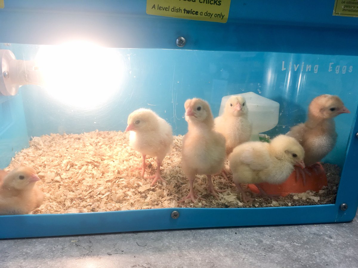 HarrietBrother1's tweet photo. The chicks are growing fast and love nothing more than eating a bucket-full of food and following your finger! 🐥@PennWoodSchool https://t.co/CmBvOeKwRd