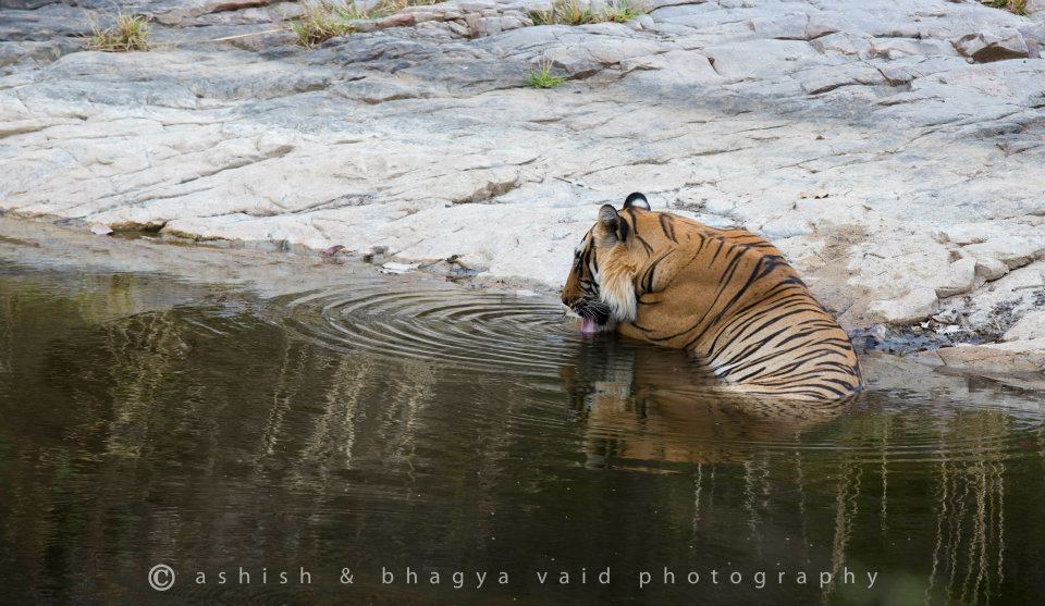 #ThrowbackTuesday ☺️
Back in 2012, T-6 was spotted chilling & playing in the water.
Do you know the name of T-6. . . ??
#RanthamborePark #WildlifeQuiz