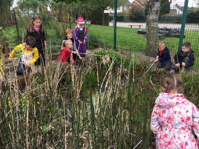 CETBrum's tweet photo. @HMInfants Year 2 #ponddipping in their school pond... we discovered quite a big collection of #newts!!!
See the full album at https://t.co/8OPzT52uwH
#CETBrum #ForestSchool #pondlife #handsonlearning #outdooreducation
#TakeScienceOutside https://t.co/oBBfQNd1S6