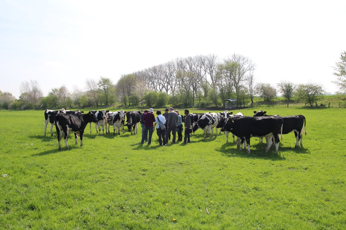 SPECTORSproject's tweet image. Curious cows on @SPECTORSproject field campaign with #Naturschutzzentrum Kleve! @InterregD_NL @EuregioRijnWaal @HochschuleRW @WUR #plantdetection #MachineLearning #drones