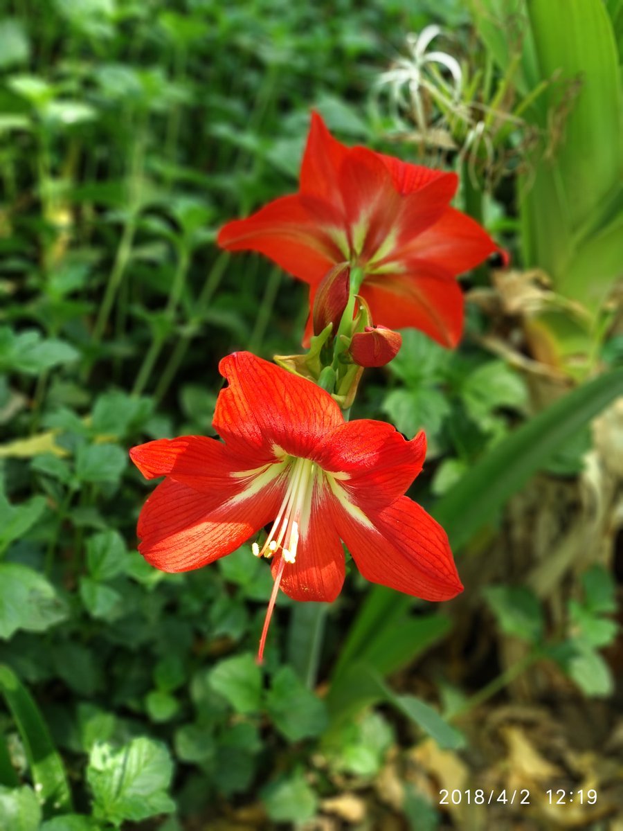 AR_sharmaa's tweet image. #BeautyOfNature 
#SaveNature
#LoveNature
#SaveEnvironment