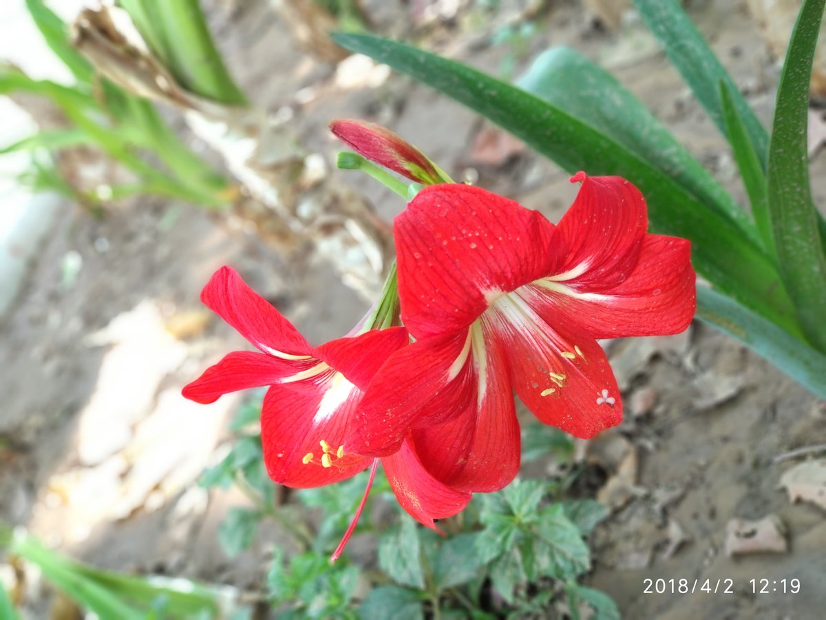 AR_sharmaa's tweet image. #BeautyOfNature 
#SaveNature
#LoveNature
#SaveEnvironment