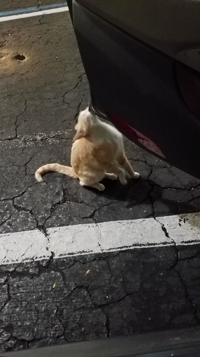 BestCatArwyn's tweet image. Momma literally can't start working until #AdorableDoryBoy gets his love &amp;amp; attention for the day, which includes but is not limited to: pets, scritches, head bumps, purrs, hugs, holding, drooling, &amp;amp; tummy rubs.
#officecat #straycatstrut #FindingDory #AdoptDontShop #cat #cutekitty