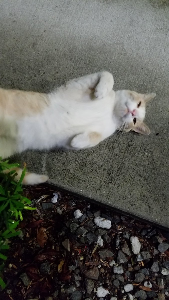 BestCatArwyn's tweet image. Momma literally can't start working until #AdorableDoryBoy gets his love &amp;amp; attention for the day, which includes but is not limited to: pets, scritches, head bumps, purrs, hugs, holding, drooling, &amp;amp; tummy rubs.
#officecat #straycatstrut #FindingDory #AdoptDontShop #cat #cutekitty