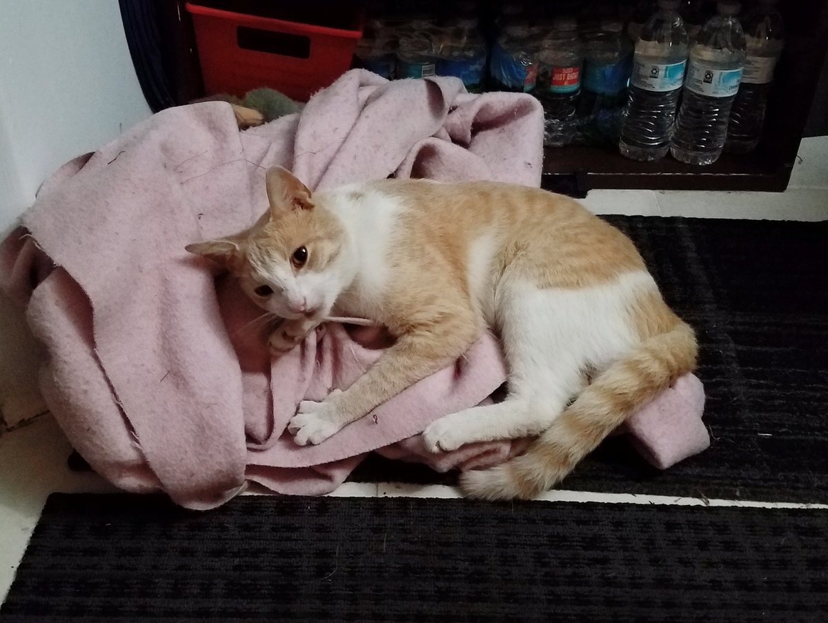 BestCatArwyn's tweet image. Momma literally can't start working until #AdorableDoryBoy gets his love &amp;amp; attention for the day, which includes but is not limited to: pets, scritches, head bumps, purrs, hugs, holding, drooling, &amp;amp; tummy rubs.
#officecat #straycatstrut #FindingDory #AdoptDontShop #cat #cutekitty