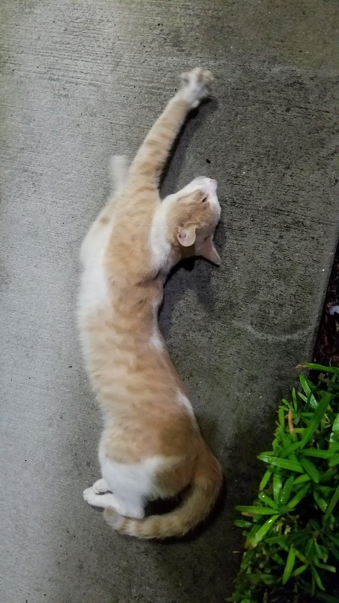 BestCatArwyn's tweet image. Momma literally can't start working until #AdorableDoryBoy gets his love &amp;amp; attention for the day, which includes but is not limited to: pets, scritches, head bumps, purrs, hugs, holding, drooling, &amp;amp; tummy rubs.
#officecat #straycatstrut #FindingDory #AdoptDontShop #cat #cutekitty