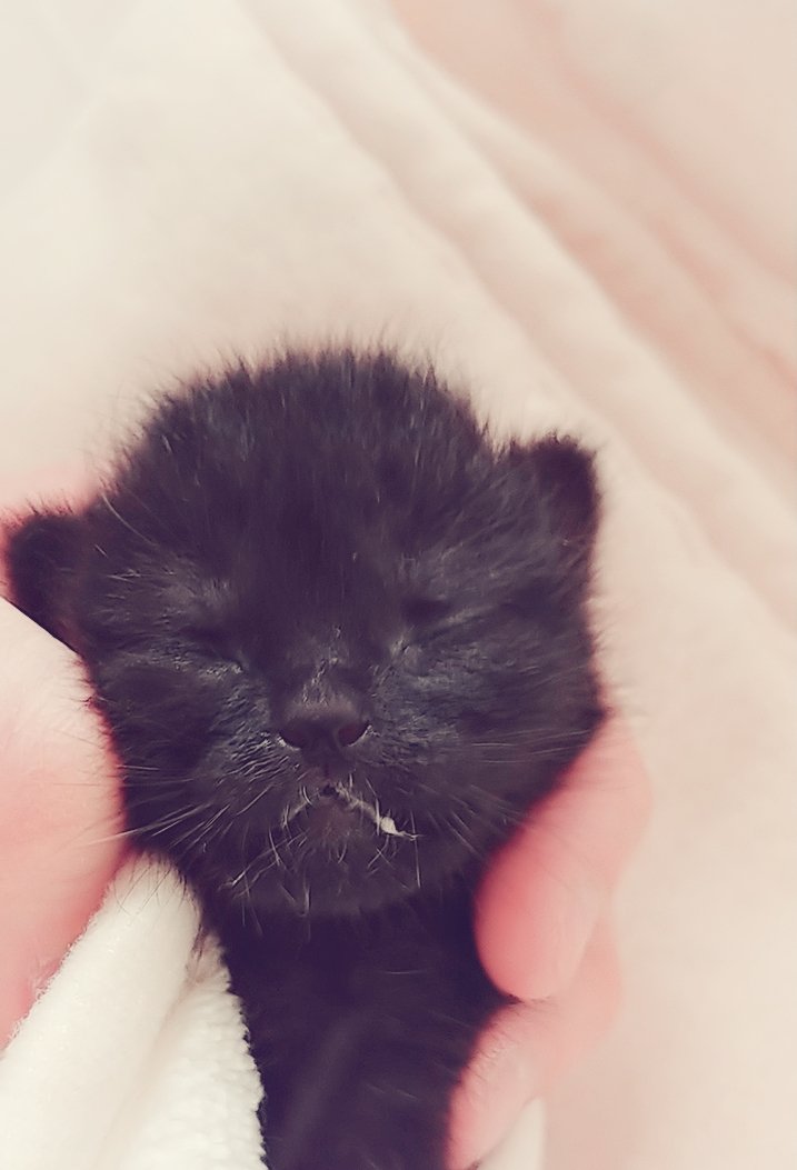 生後1日目に育児放棄された子猫が元気に育つまでの100日日記 Togetter 生後1日目に育児放棄された子猫が元気に育つまでの100日日記 Togetter