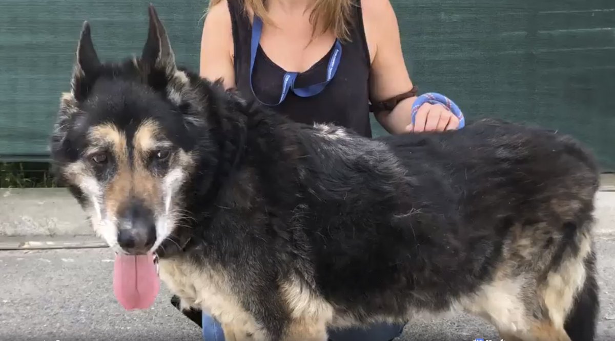 Lindsaay_____'s tweet photo. Aujourd'hui je voudrais vous présenter Bob, un berger allemand de 14 ans qui a été retrouvé attaché à un arbre. Il a été recueilli à la SPA de Marseille Provence. 
Un petit RT pour l'aider à trouver une nouvelle famille ?
Poste original : https://t.co/utli0mgw6V https://t.co/gFqYsvnrHx