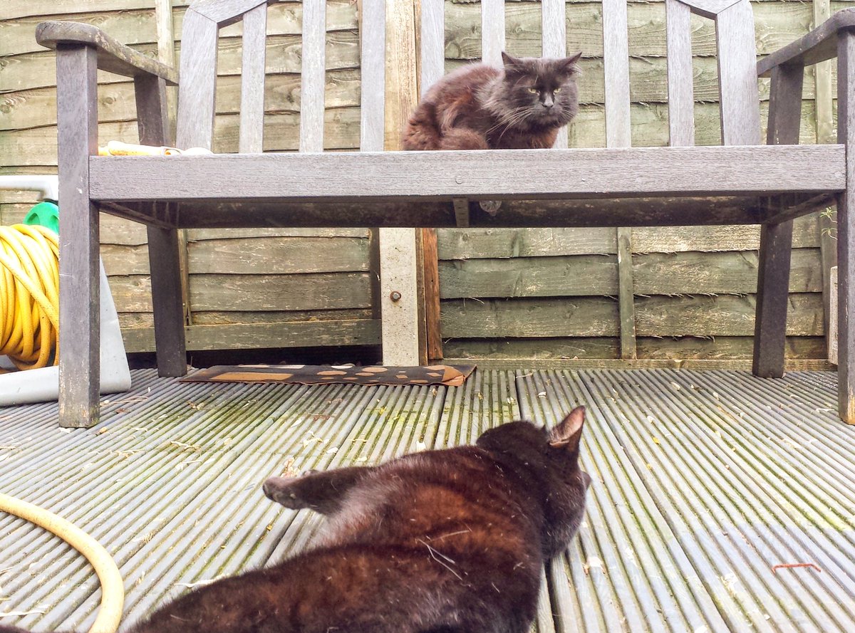 arianawimsett's tweet photo. Chillin' 😎 
.
cat #cats #catlover #catowner #petlover #pets #petowner #sleepingcat #blackcat #chillin #catingarden #cutecat #cuddlycat #lovecats #craftinghappiness #Kitty #PC #relaxing #chilling #together https://t.co/WuAFrT2Ebt