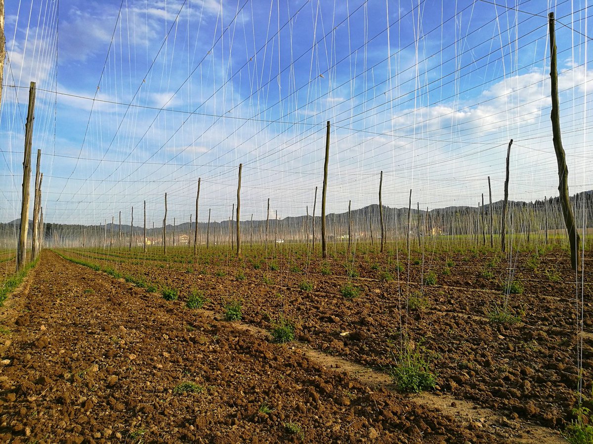 No more jokes... It's getting hot there 😅 growing like a weed 🙄 🚀
#green #hops #hopfarming #Slovenianhops #Styrianhops #craftbrewing #craftbeer  🇸🇮✌️