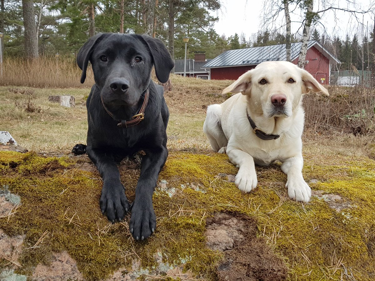 Merivartiosto's tweet photo. Hyvää #koiranpäivä'ä! "Yhdessä leikkimisen riemua"!
#Labradorinnoutaja't Nikke (2017) ja Navy (2013) ovat merivartiostossa työskenteleviä rajakoiria. Kuuntele Navyn jakso #Yle'n #Myötäkarvaan-sarjasta: https://t.co/Vu2iAELB5r. RVL:n koirat myös mm. #Instassa @rajakoirat. https://t.co/nKFCof8Qmw