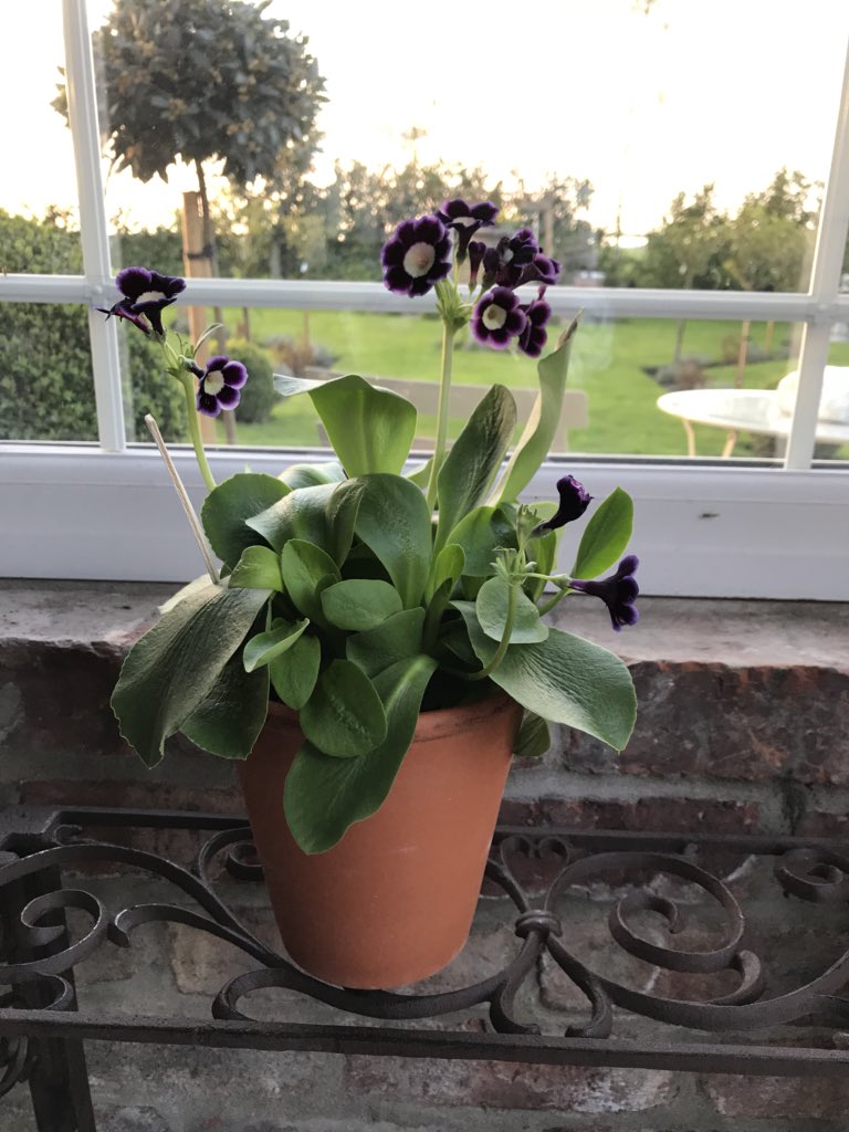 The happy face of this #primulaauricula sitting pretty in the back porch is a visual treat sure to inject some energy into the day! 💜#sweetsmelling #alpine #springflowers #gardening #gardeners #flowers #perfection #firmfavourite #beauties #naturesperfection #lookinggood