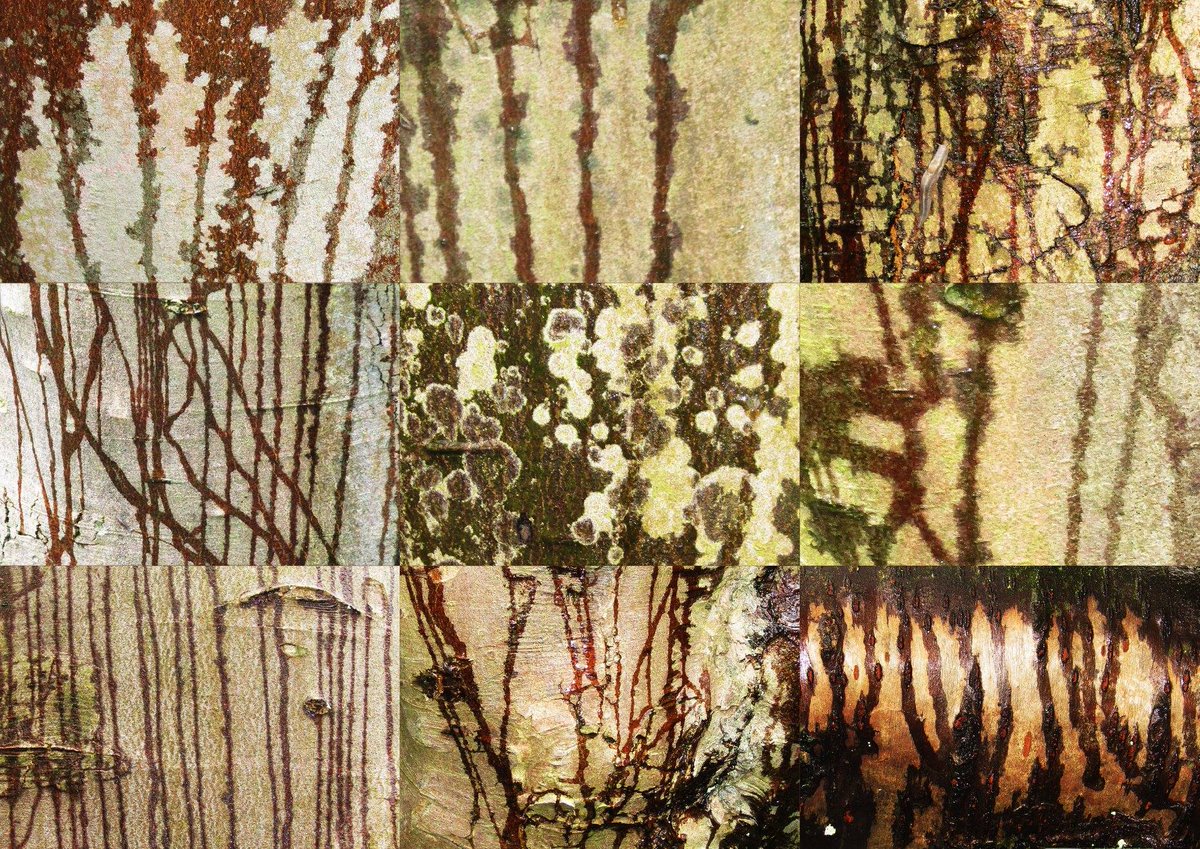 squinancywort1's tweet photo. Noticing..
..you notice a particular feature in nature for the first time–then you see it everywhere and wondered how you came to have missed it all along!
Low tide Patterns on the beach
Ice sculptures in frozen puddles
Drying bark after rain
Fallen willow leaves @BBCSpringwatch https://t.co/r5ng3CyXNj