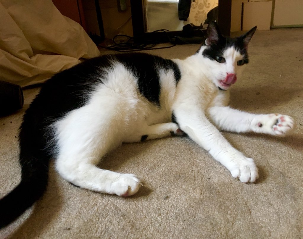 GardensWithDogs's tweet photo. Today’s Office Cat: proving he can successfully achieve the Tongue Out Tuesday look #tongueouttuesday #tongueout #tot #cat #cats #catsofday #catsofworld #CatsOnTwitter #cats_of_twitter  #officecat https://t.co/oSwhWQfs0M