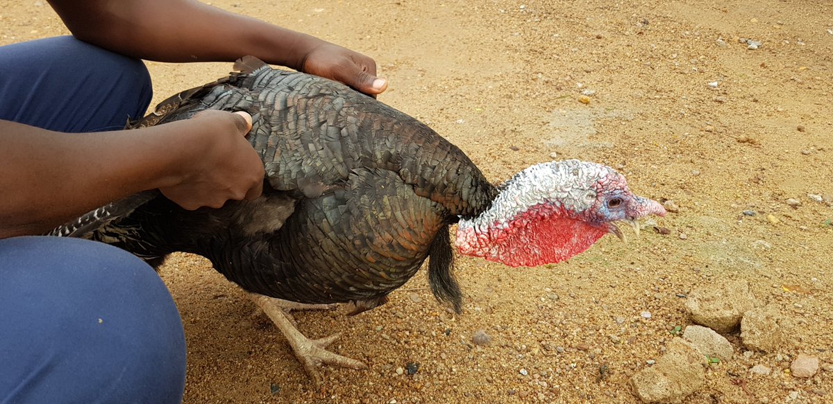 Aristurkeys's tweet image. Turkeys are birds classed in the gamebird order with fan-shaped tails and wattled necks. The modern domesticated turkey was developed from the Wild Turkey.
They have very tasty meat and they grow very fast. I love turkeys. #Aristurkeys #devhubdm