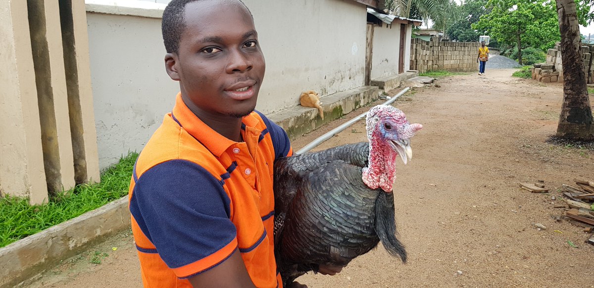 Aristurkeys's tweet image. Turkeys are birds classed in the gamebird order with fan-shaped tails and wattled necks. The modern domesticated turkey was developed from the Wild Turkey.
They have very tasty meat and they grow very fast. I love turkeys. #Aristurkeys #devhubdm