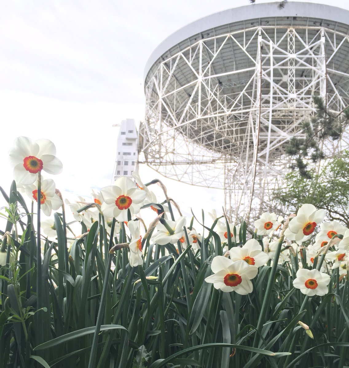 50YearsOfPsrs's tweet photo. All of the #psr50yrs Daffodils smiling in the sun today @jodrellbank https://t.co/8UXqZfA6M6