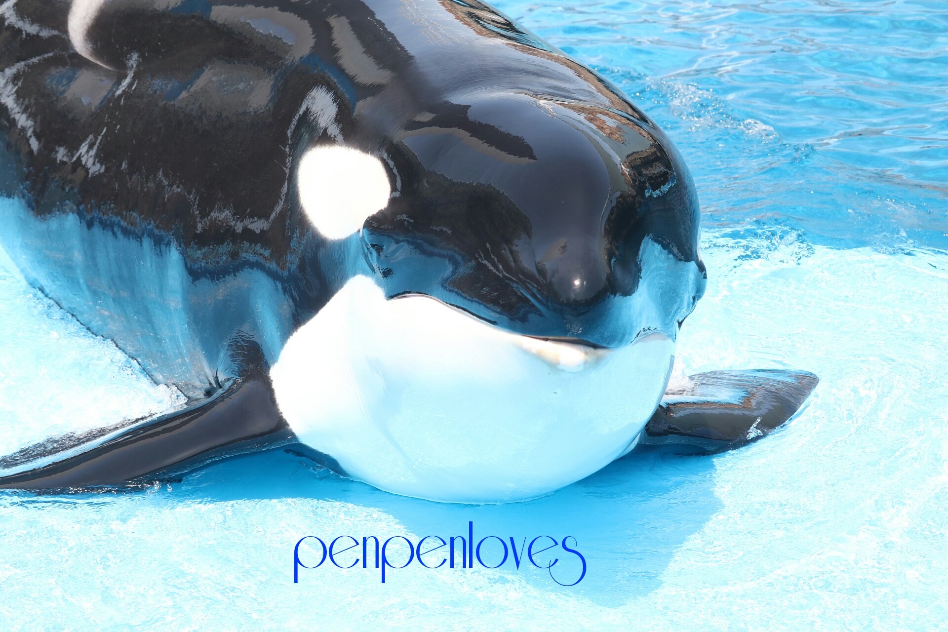 葉月はづき Penpenloves Twitterren バンドウイルカのルルさんの出産準備が着々と進んでおります 何故か イルカの出産にシャチのステラはそわそわしてトレーニングに集中が出来ない日が続いております 笑 当分の間はシャチの公開トレーニングはグダグダだと思い