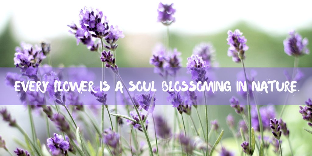 The Lavender Farm (@LavenderFarmIOW) / Posts / X