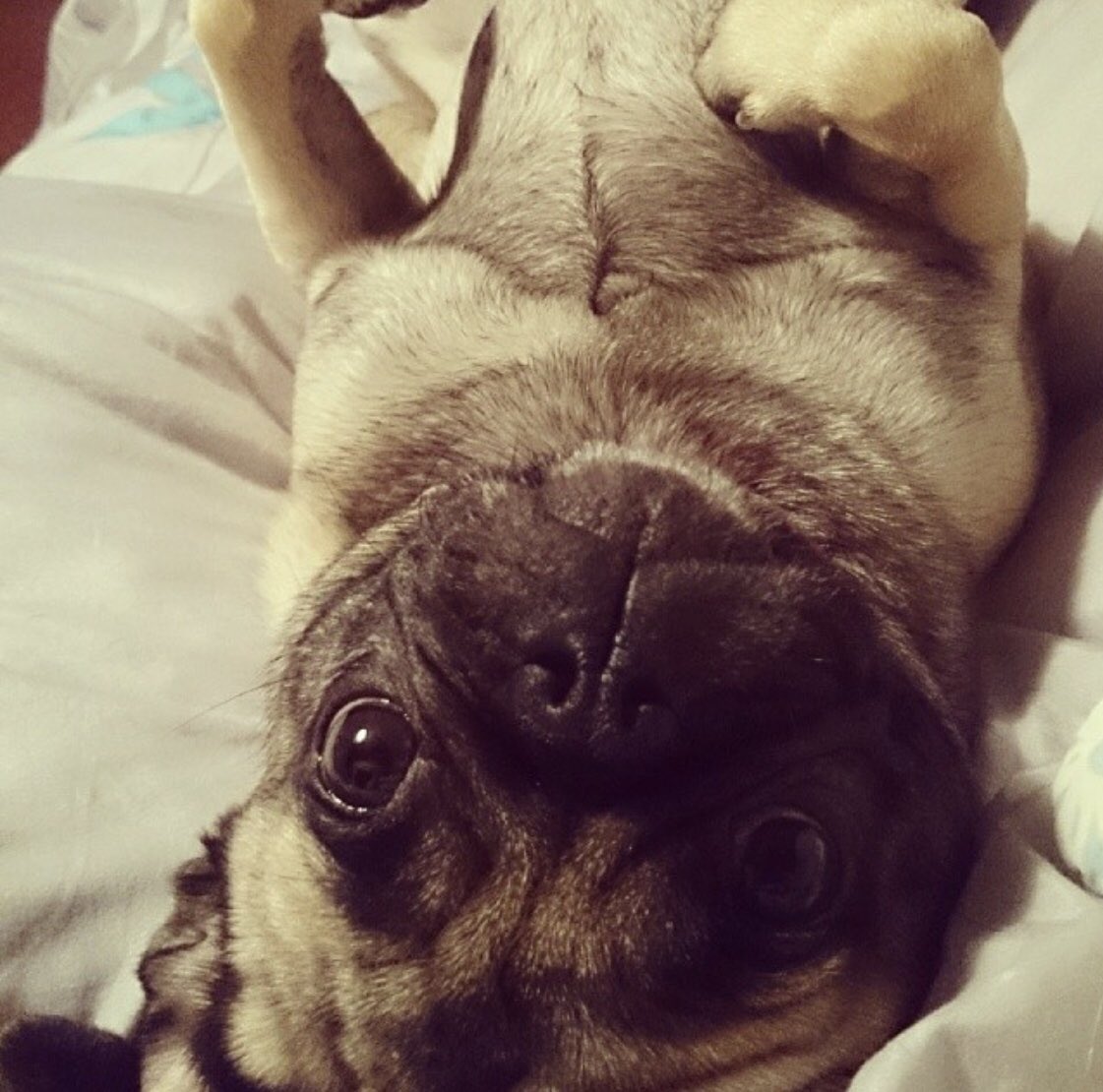 KBG_LTU's tweet photo. Next we have our secret weapon, Helga. She's a pug and has the superpower of melting hearts with her scrunched up face and puppy eyes 🐶💕 https://t.co/doe6KJfFei