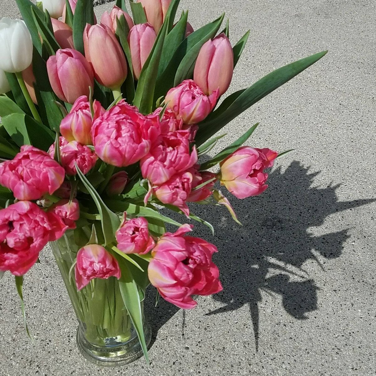 kikosflowers's tweet photo. Spring! It's a thing! #spring #florist #springflowers #flowershop #tulips #floristlife #shoplocal https://t.co/bz46gR6UMw