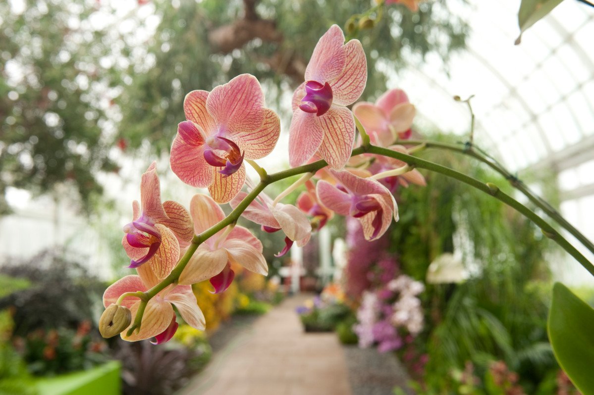 New York Botanical Garden On Twitter The Orchid Show Is Over And New York Botanical Garden On Twitter