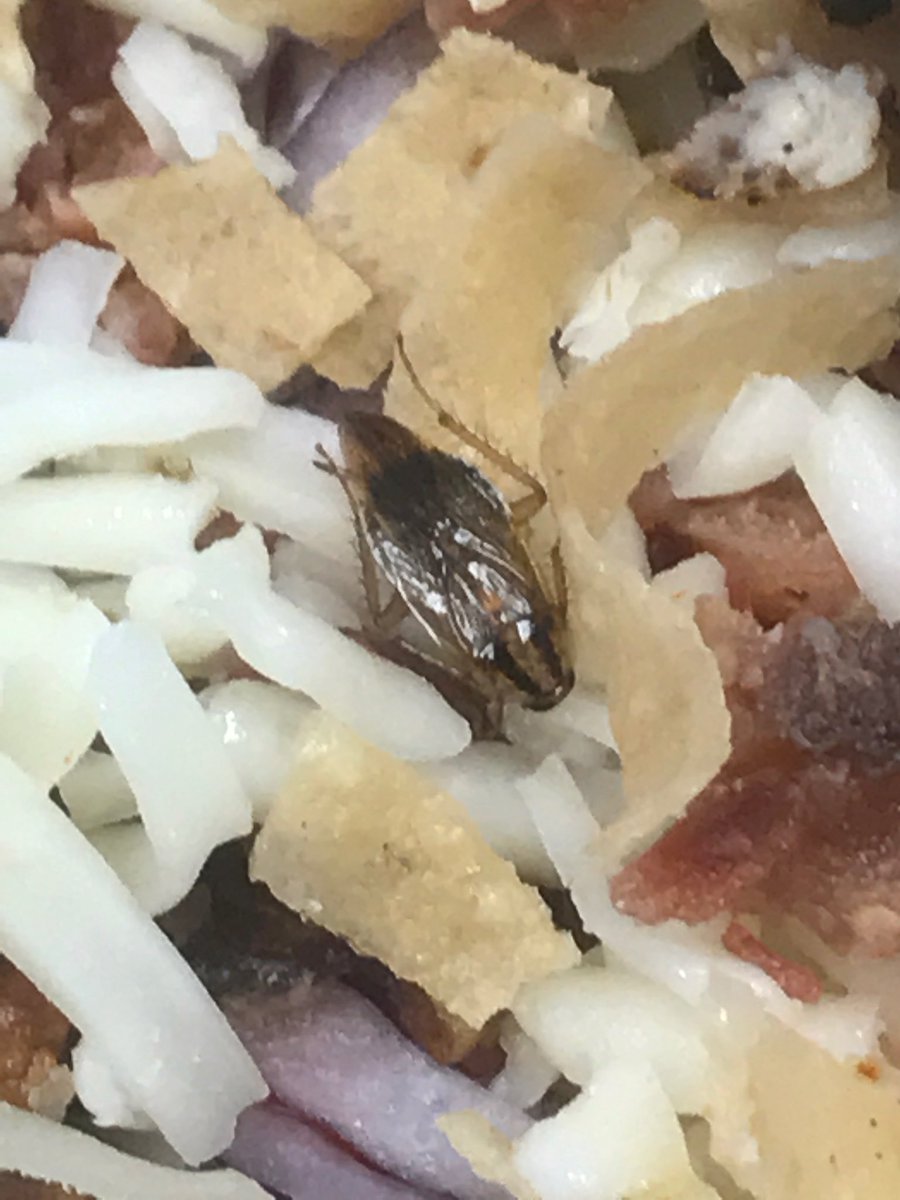 ashnicholryan's tweet image. When you order houlihans and there’s a roach in your salad #digusting