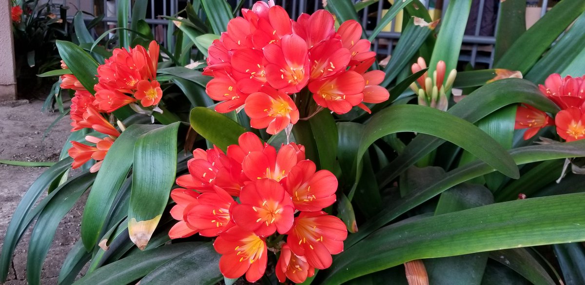 The orange bush lilies are in bloom and ready to greet our <a href="/MarltonSchool/">Marlton School LAUSD</a> Eagles this morning! 
Have a great learning day! 👩‍💻👨‍🔬📚✏👩‍🎓👨‍🎓

#DeafEd #publicschools