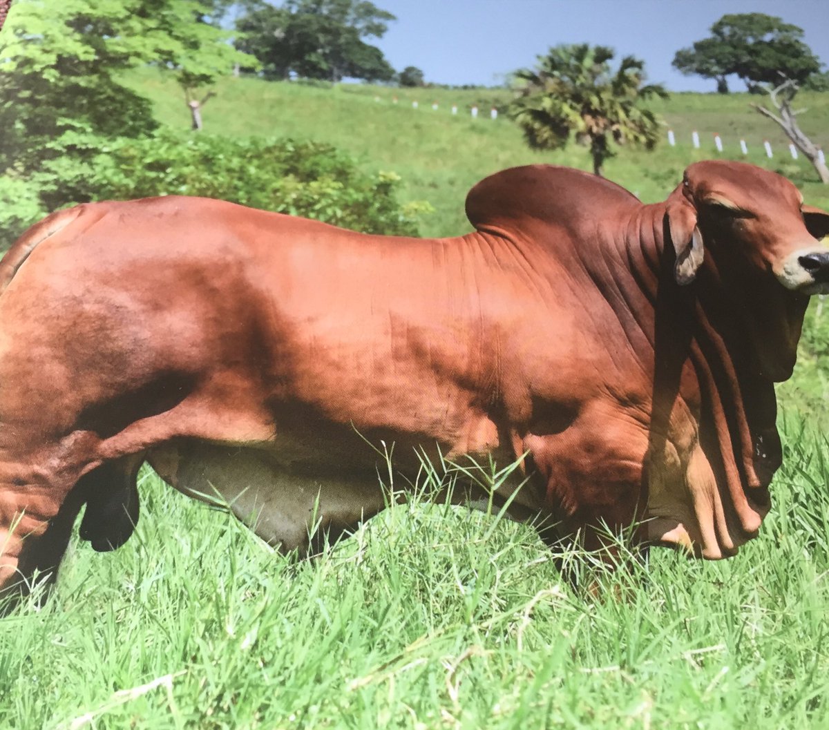 SinereIntel's tweet photo. #Texascattle #USQuality. Brahman https://t.co/cv1iEHylPL
