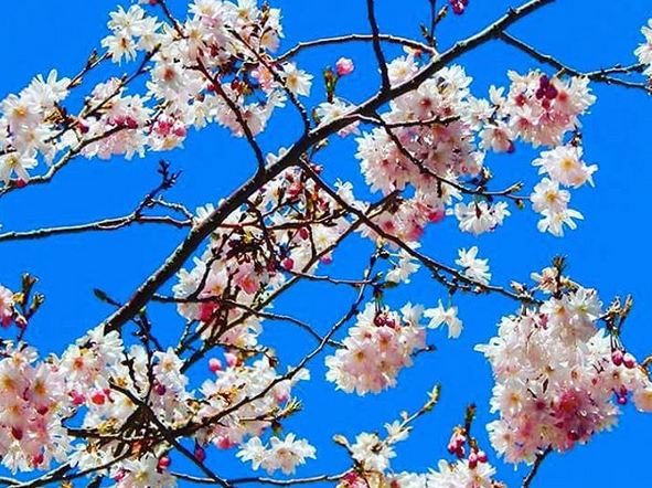 NewportLifeMag's tweet photo. It's beginning to look a lot like springtime everywhere you go! 📷 by Oral R Carter #mynewportlife #springtime #spring #springishere #blooms #springisinbloom #ri #rhodeisland #401 #potd #photooftheday #401only #igersnewport #aquidneck #aquidneckisland #newportri https://t.co/6qUHHoLl6V