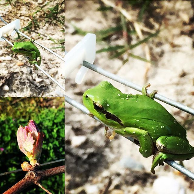 ChateauMeric's tweet photo. Working inside safe and beautiful nature of the north #medoc #bordeaux #nouvelleaquitaine #gironde #france #médoc #medococean #medocatlantique https://t.co/Net1cO6NNL https://t.co/IgQNytjeKF