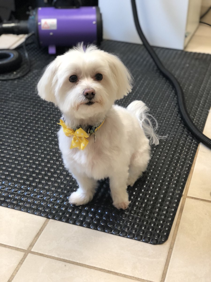 PPRLakeNorman's tweet photo. Make a grooming appointment today! Pretty bows for girls and ties for guys! #doggrooming #petparadiselkn https://t.co/IJxTkHPqN0